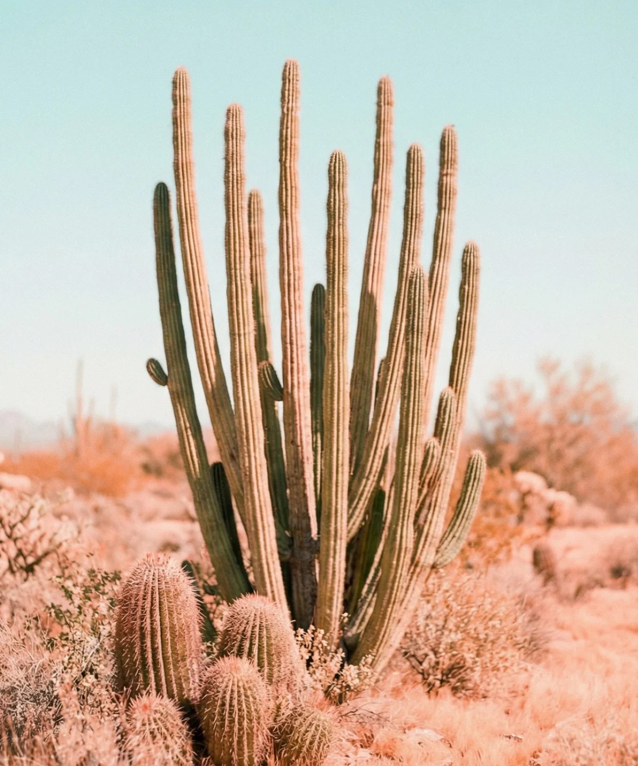 Cactus
